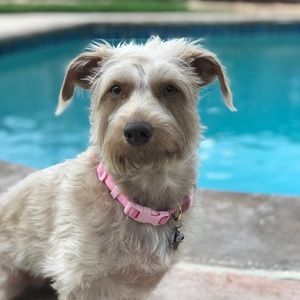 Meet your Posher, Liz